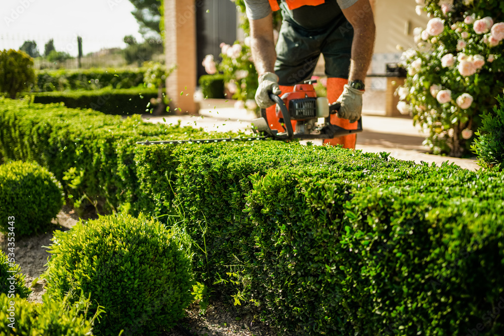 Hedge trimming  Bricopro